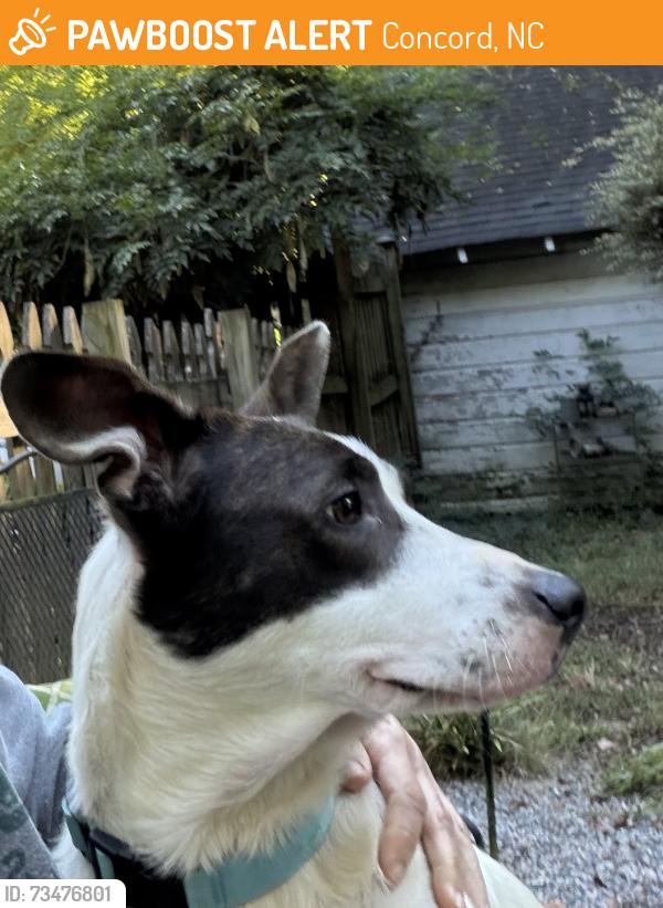 Found/Stray Female Dog last seen Spring St SW & Chestnut, Concord, NC 28025