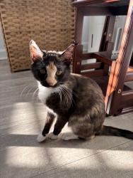 Lost Female Cat last seen Peachtree Industrial Blvd, Duluth, GA 30096