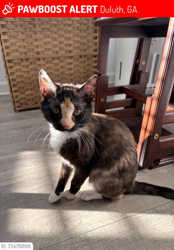 Lost Female Cat last seen Peachtree Industrial Blvd, Duluth, GA 30096