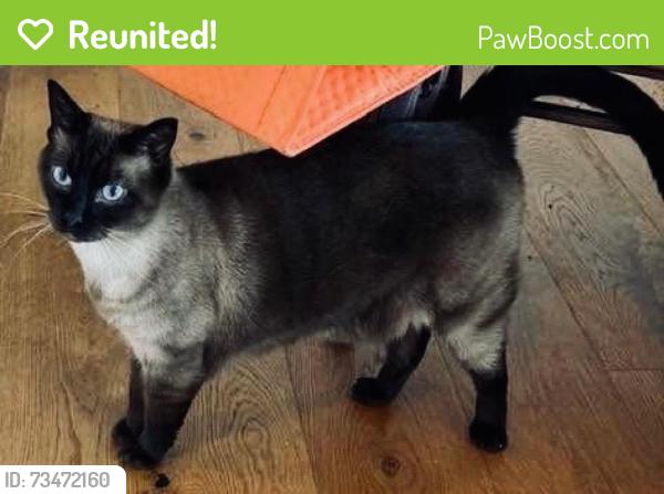 Reunited Male Cat last seen Village Harbor Drive, Cornelius, NC 28031