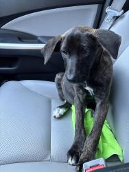 Found/Stray Female Dog last seen Near strath mill terrace, Greensboro, Greensboro, NC 27405