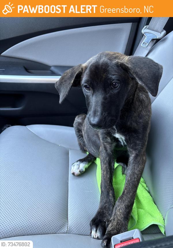 Found/Stray Female Dog last seen Near strath mill terrace, Greensboro, Greensboro, NC 27405