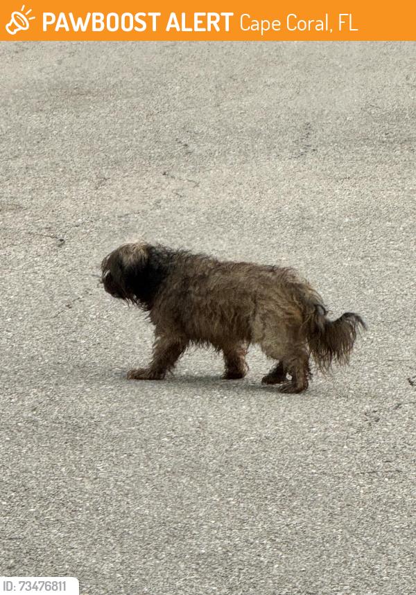 Found/Stray Unknown Dog last seen NW 12th Street, Cape Coral, FL 33993