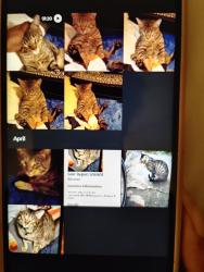 Lost Male Cat last seen KILLINGSWORTH and ne 48th ave, Portland, OR 97218