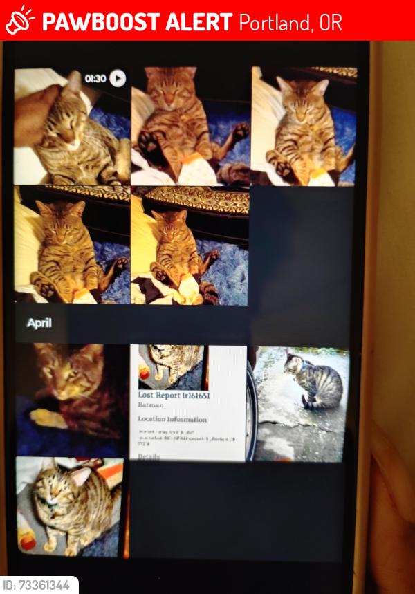 Lost Male Cat last seen KILLINGSWORTH and ne 48th ave, Portland, OR 97218