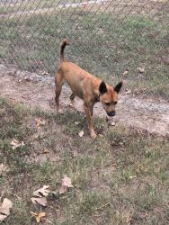 Reunited Male Dog last seen Near Rowan Pine court, Conroe, TX 77304