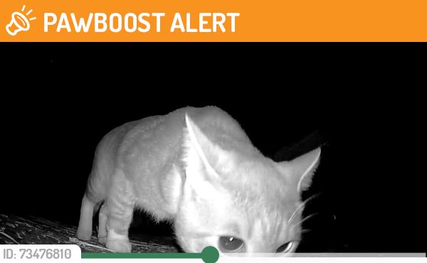 Found/Stray Unknown Cat last seen Morris bridge rd near ed peeler park, Spartanburg County, SC 29376