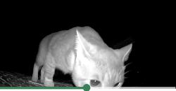 Found/Stray Unknown Cat last seen Morris bridge rd near ed peeler park, Spartanburg County, SC 29376