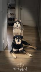 Reunited Male Dog last seen Joyce circle, High Point, NC 27265