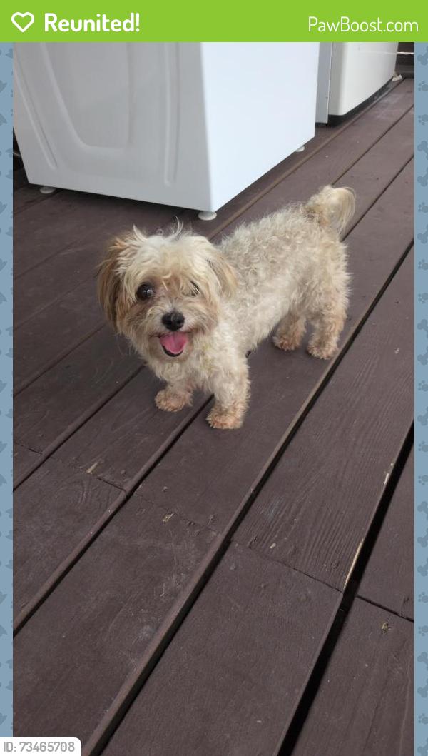 Reunited Unknown Dog last seen Adair road, Davenport, FL 33837