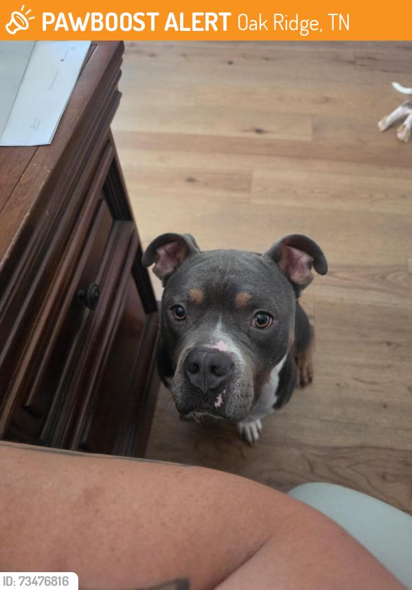 Found/Stray Male Dog last seen Found in the entrance of the Preserve in Oak Ridge, TN, Oak Ridge, TN 37748