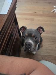 Found/Stray Male Dog last seen Found in the entrance of the Preserve in Oak Ridge, TN, Oak Ridge, TN 37748