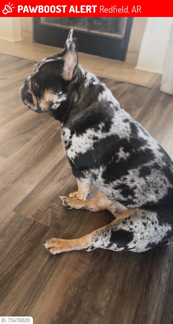 Lost Female Dog last seen Sunnyside lane, Redfield, AR 72132