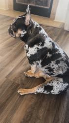 Lost Female Dog last seen Sunnyside lane, Redfield, AR 72132