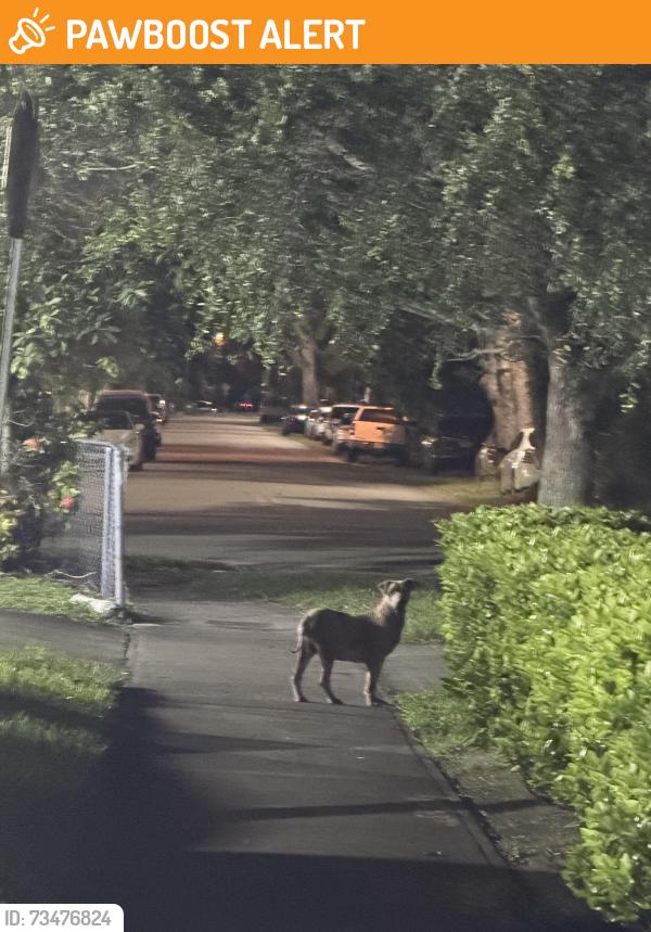Found/Stray Unknown Dog last seen NE 16 av, North Miami Beach, FL 33162
