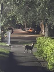 Found/Stray Unknown Dog last seen NE 16 av, North Miami Beach, FL 33162
