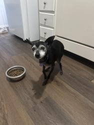 Found/Stray Female Dog last seen Down the street from Publix, Tampa, FL 33615
