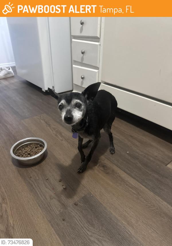 Found/Stray Female Dog last seen Down the street from Publix, Tampa, FL 33615