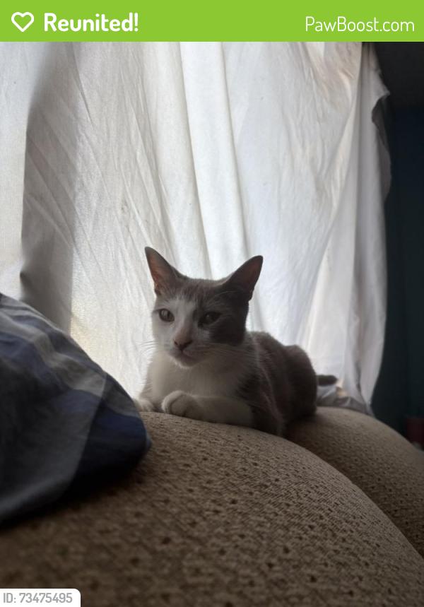 Reunited Male Cat last seen Heritage, Oceanside, CA 92058