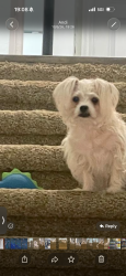 Lost Female Dog last seen Lake view, Lake Mary, FL 32746