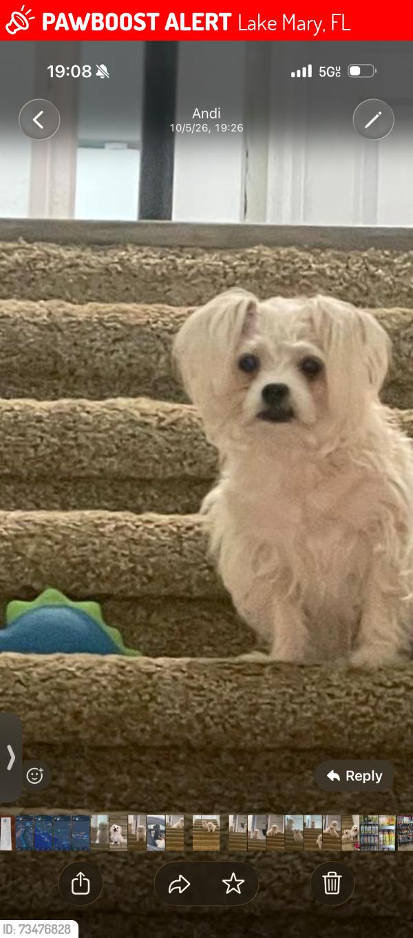 Lost Female Dog last seen Lake view, Lake Mary, FL 32746