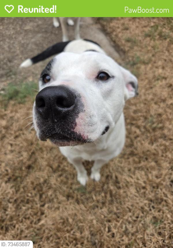 Reunited Female Dog last seen West Little York and Langfield Road, Houston, TX 77040