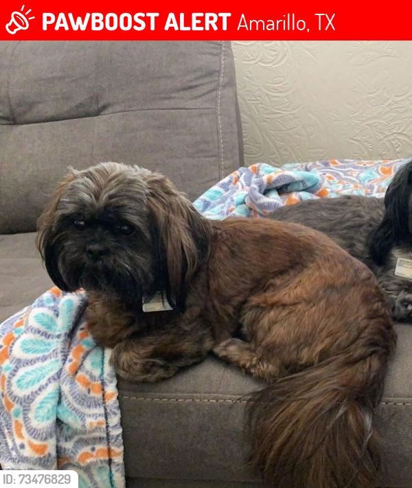 Lost Male Dog last seen Mirror and NE 3rd and BLVD, Amarillo, TX 79107
