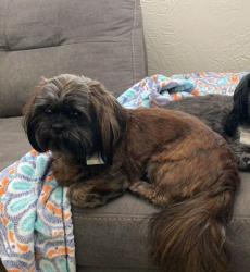 Lost Male Dog last seen Mirror and NE 3rd and BLVD, Amarillo, TX 79107