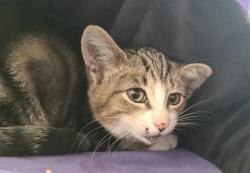Shelter Stray Male Cat last seen Belt Parkway Westbound Exit 19/Eastbound Exit 19: Connects to the Van Wyck Expressway (I-678), JAMAICA, NY, 11430, 3139 Veterans Rd W, Staten Island, NY 10309, USA