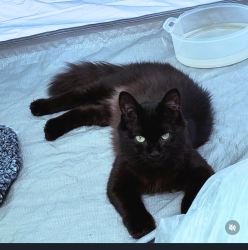 Reunited Female Cat last seen At The Edge apmts by Sheetz, Greensboro, NC 27403