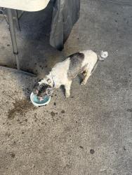 Found/Stray Unknown Dog last seen East 48 street and Cortelyou Rd, Brooklyn, NY 11203