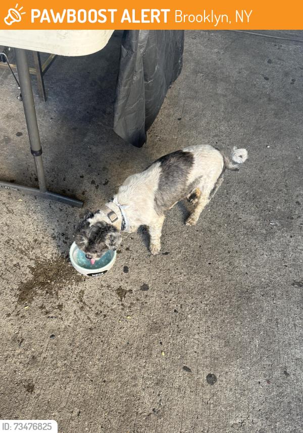 Found/Stray Unknown Dog last seen East 48 street and Cortelyou Rd, Brooklyn, NY 11203