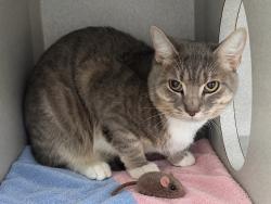 Shelter Stray Male Cat last seen Apt 807,1952 2nd Avenue, NEW YORK, NY, 10029, 326 E 110th St, New York, NY 10029, USA