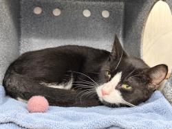 Shelter Stray Unknown Cat last seen Near Cromwell, BRONX, NY, 10452, 326 E 110th St, New York, NY 10029, USA