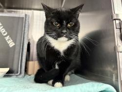Shelter Stray Unknown Cat last seen Apt 2R,658 E 227th Street, BRONX, NY, 10466, 326 E 110th St, New York, NY 10029, USA