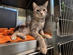 Shelter Stray Female Cat last seen Near Shore Front Parkway, ARVERNE, NY, 11692, 326 E 110th St, New York, NY 10029, USA