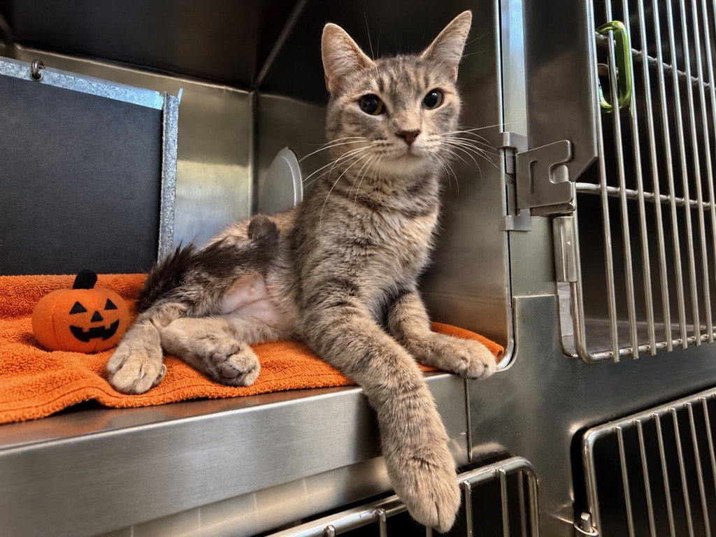 Shelter Stray Female Cat last seen Near Shore Front Parkway, ARVERNE, NY, 11692, 326 E 110th St, New York, NY 10029, USA