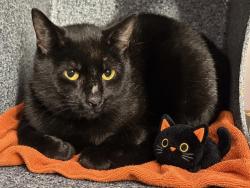 Shelter Stray Female Cat last seen Near Southern Boulevard, BRONX, NY, 10460, 326 E 110th St, New York, NY 10029, USA