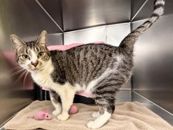 Shelter Stray Female Cat last seen Apt 807,1952 2nd Avenue, NEW YORK, NY, 10029, 326 E 110th St, New York, NY 10029, USA
