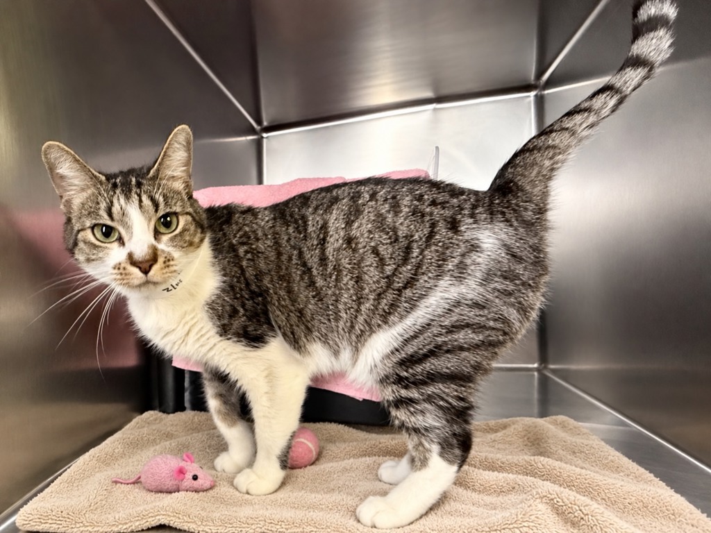 Shelter Stray Female Cat last seen Apt 807,1952 2nd Avenue, NEW YORK, NY, 10029, 326 E 110th St, New York, NY 10029, USA