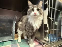 Shelter Stray Female Cat last seen Near Metropolitan, BRONX, NY, 10462, 326 E 110th St, New York, NY 10029, USA