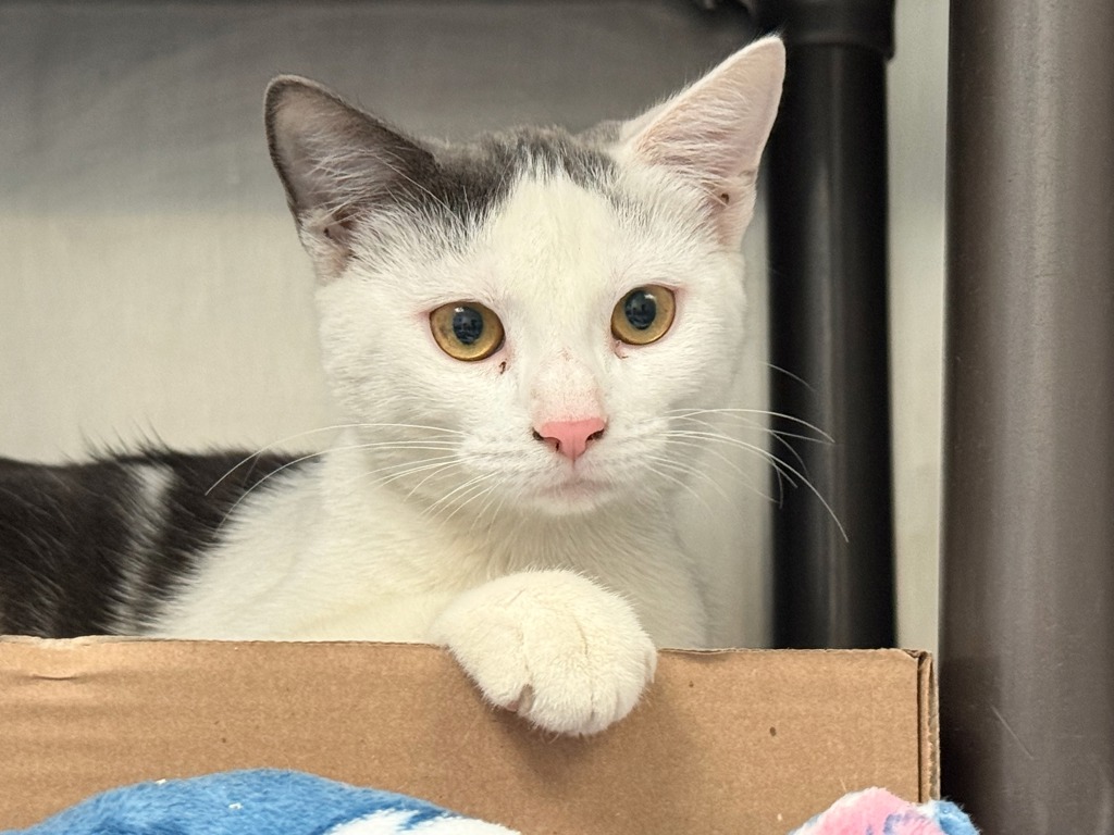 Shelter Stray Female Cat last seen Unknown Street, NEW YORK, NY, 10029, 326 E 110th St, New York, NY 10029, USA
