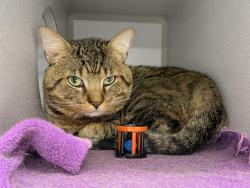 Shelter Stray Male Cat last seen Near 5th Avenue, NEW YORK, NY, 10029, 326 E 110th St, New York, NY 10029, USA
