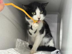 Shelter Stray Male Cat last seen Apt 7B,100 Elgar Place, BRONX, NY, 10475, 326 E 110th St, New York, NY 10029, USA