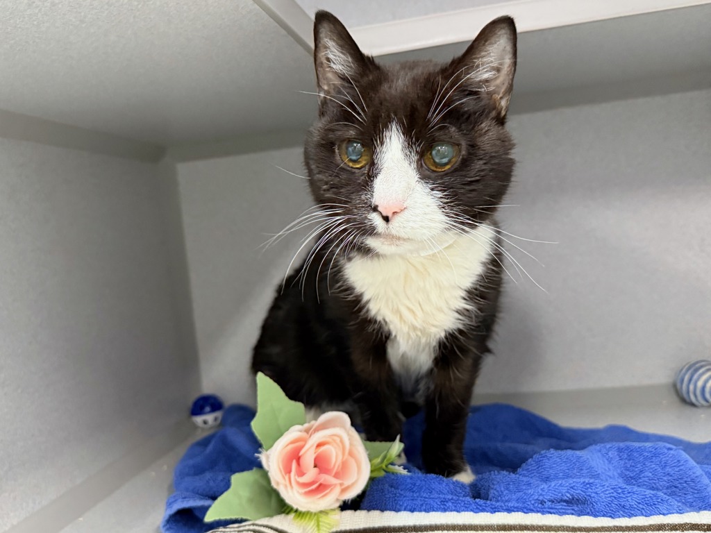 Shelter Stray Female Cat last seen Near W 92 Street, NEW YORK, NY, 10025, 326 E 110th St, New York, NY 10029, USA