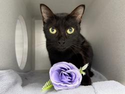Shelter Stray Female Cat last seen Verrazano-Narrows Bridge, STATEN ISLAND, NY, 10305, 326 E 110th St, New York, NY 10029, USA