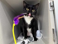 Shelter Stray Female Cat last seen Marcus Garvey Park, NEW YORK, NY, 10027, 326 E 110th St, New York, NY 10029, USA