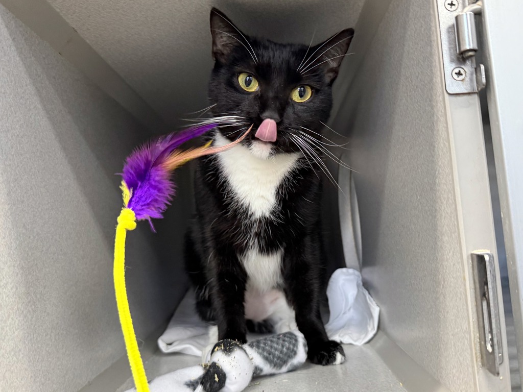 Shelter Stray Female Cat last seen Marcus Garvey Park, NEW YORK, NY, 10027, 326 E 110th St, New York, NY 10029, USA