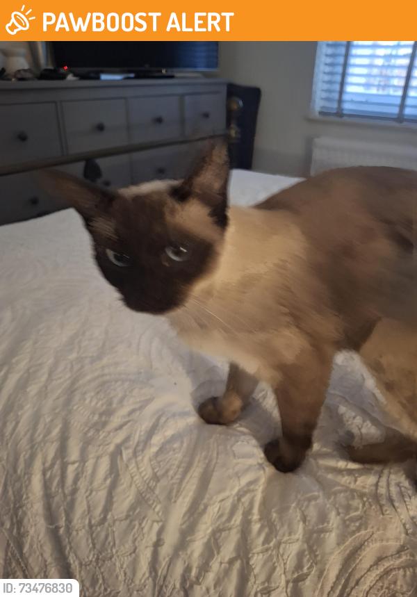 Found/Stray Female Cat last seen Tottenham high road, Greater London, England N17 7QT