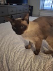 Found/Stray Female Cat last seen Tottenham high road, Greater London, England N17 7QT